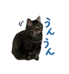 濱田家のネコ（個別スタンプ：4）