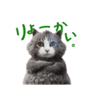 濱田家のネコ（個別スタンプ：6）