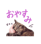 濱田家のネコ（個別スタンプ：7）