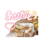 愛溢れる！アメショのかりんくん♪（個別スタンプ：1）