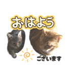愛溢れる！アメショのかりんくん♪（個別スタンプ：3）