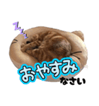 愛溢れる！アメショのかりんくん♪（個別スタンプ：4）