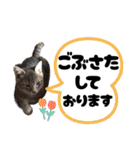愛溢れる！アメショのかりんくん♪（個別スタンプ：6）