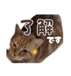 愛溢れる！アメショのかりんくん♪（個別スタンプ：8）