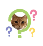 愛溢れる！アメショのかりんくん♪（個別スタンプ：10）