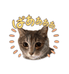 愛溢れる！アメショのかりんくん♪（個別スタンプ：12）