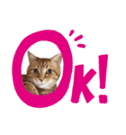 愛溢れる！アメショのかりんくん♪（個別スタンプ：15）