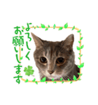 愛溢れる！アメショのかりんくん♪（個別スタンプ：18）