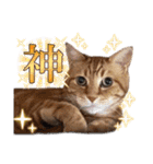 愛溢れる！アメショのかりんくん♪（個別スタンプ：20）