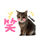 愛溢れる！アメショのかりんくん♪（個別スタンプ：21）