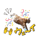 愛溢れる！アメショのかりんくん♪（個別スタンプ：22）