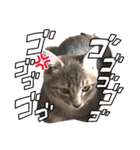 愛溢れる！アメショのかりんくん♪（個別スタンプ：23）