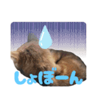 愛溢れる！アメショのかりんくん♪（個別スタンプ：24）