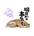 愛溢れる！アメショのかりんくん♪（個別スタンプ：26）