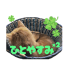 愛溢れる！アメショのかりんくん♪（個別スタンプ：27）