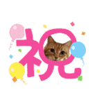 愛溢れる！アメショのかりんくん♪（個別スタンプ：32）