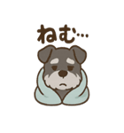 ねむねむシュナと毛布のしあわせ時間（個別スタンプ：1）