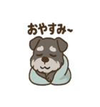 ねむねむシュナと毛布のしあわせ時間（個別スタンプ：12）