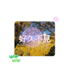 台湾語 大自然の落ち葉 挨拶集（個別スタンプ：40）
