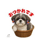 可愛いシーズー犬 ハッピーのLINEスタンプ（個別スタンプ：1）