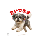可愛いシーズー犬 ハッピーのLINEスタンプ（個別スタンプ：13）