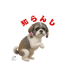可愛いシーズー犬 ハッピーのLINEスタンプ（個別スタンプ：15）