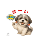 可愛いシーズー犬 ハッピーのLINEスタンプ（個別スタンプ：31）
