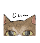絵本に出てきそうな猫！（個別スタンプ：11）