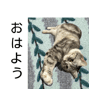 YYとHuHu (猫) JP（個別スタンプ：1）