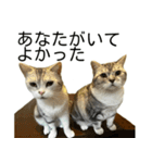 YYとHuHu (猫) JP（個別スタンプ：2）