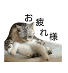 YYとHuHu (猫) JP（個別スタンプ：3）