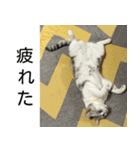 YYとHuHu (猫) JP（個別スタンプ：4）