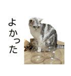 YYとHuHu (猫) JP（個別スタンプ：6）