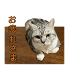 YYとHuHu (猫) JP（個別スタンプ：7）