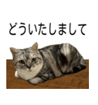 YYとHuHu (猫) JP（個別スタンプ：8）