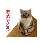 YYとHuHu (猫) JP（個別スタンプ：9）
