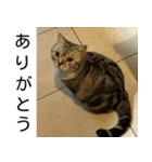 YYとHuHu (猫) JP（個別スタンプ：10）