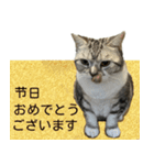 YYとHuHu (猫) JP（個別スタンプ：11）