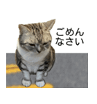 YYとHuHu (猫) JP（個別スタンプ：12）