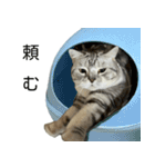 YYとHuHu (猫) JP（個別スタンプ：13）