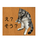 YYとHuHu (猫) JP（個別スタンプ：14）