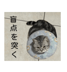 YYとHuHu (猫) JP（個別スタンプ：15）