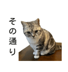 YYとHuHu (猫) JP（個別スタンプ：16）