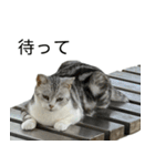 YYとHuHu (猫) JP（個別スタンプ：17）