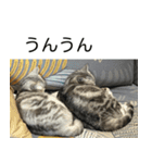 YYとHuHu (猫) JP（個別スタンプ：18）