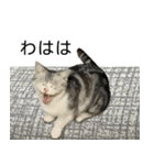 YYとHuHu (猫) JP（個別スタンプ：19）