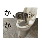 YYとHuHu (猫) JP（個別スタンプ：20）