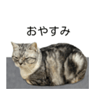 YYとHuHu (猫) JP（個別スタンプ：21）