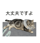 YYとHuHu (猫) JP（個別スタンプ：23）