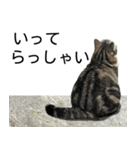 YYとHuHu (猫) JP（個別スタンプ：24）